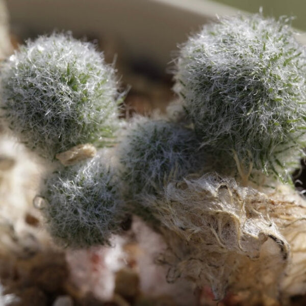 霧冰玉 Haasklossie (Eriospermum paradoxum)：圖片 4