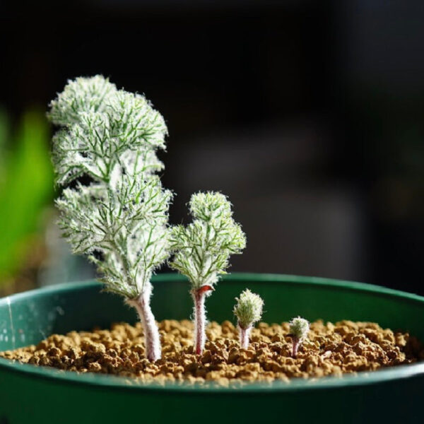 霧冰玉 Haasklossie (Eriospermum paradoxum)：圖片 2