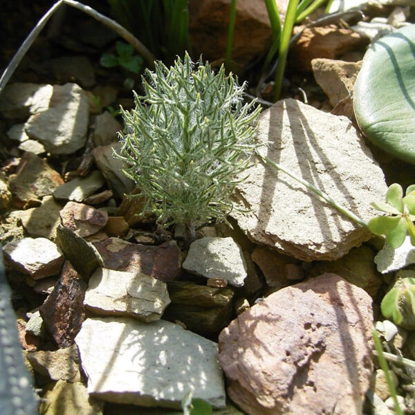 霧冰玉 Haasklossie (Eriospermum paradoxum)：圖片 5