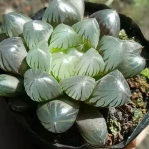 圓頭玉露 Haworthia cooperi var. pilifera