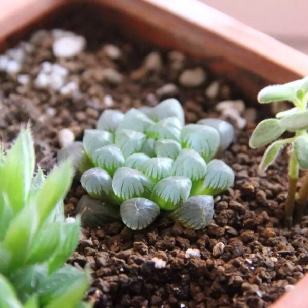 圓頭玉露 Haworthia cooperi var. pilifera：圖片 2