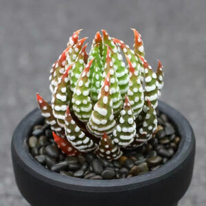 金海鷹爪 十二卷屬 Haworthia reinwardtii var. arachibaldiae