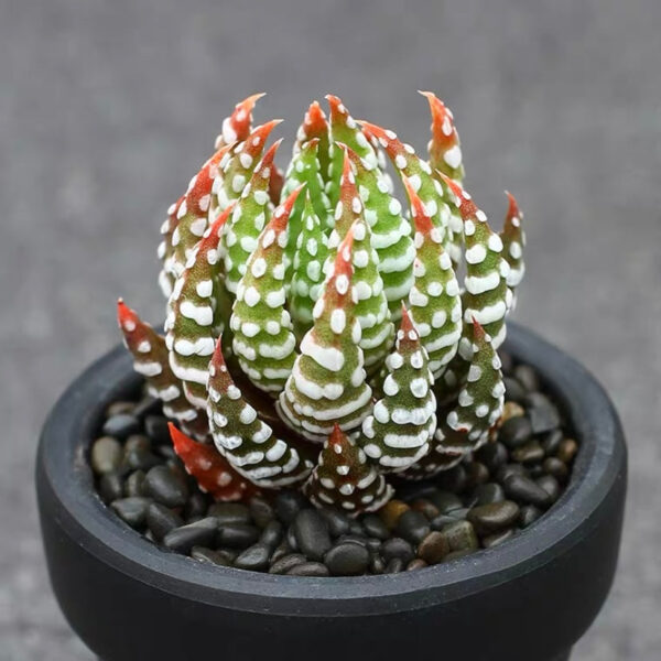 金海鷹爪 十二卷屬 Haworthia reinwardtii var. arachibaldiae