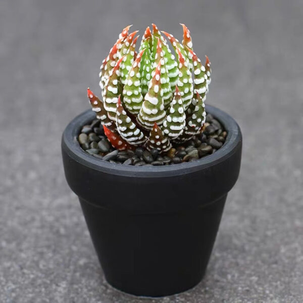 金海鷹爪 十二卷屬 Haworthia reinwardtii var. arachibaldiae：圖片 2