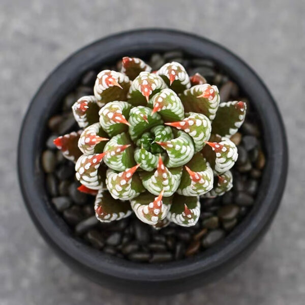 金海鷹爪 十二卷屬 Haworthia reinwardtii var. arachibaldiae：圖片 3