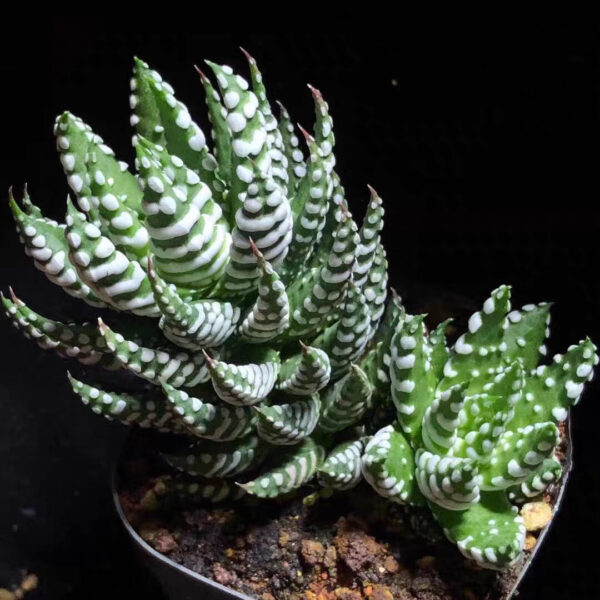 金海鷹爪 十二卷屬 Haworthia reinwardtii var. arachibaldiae：圖片 4