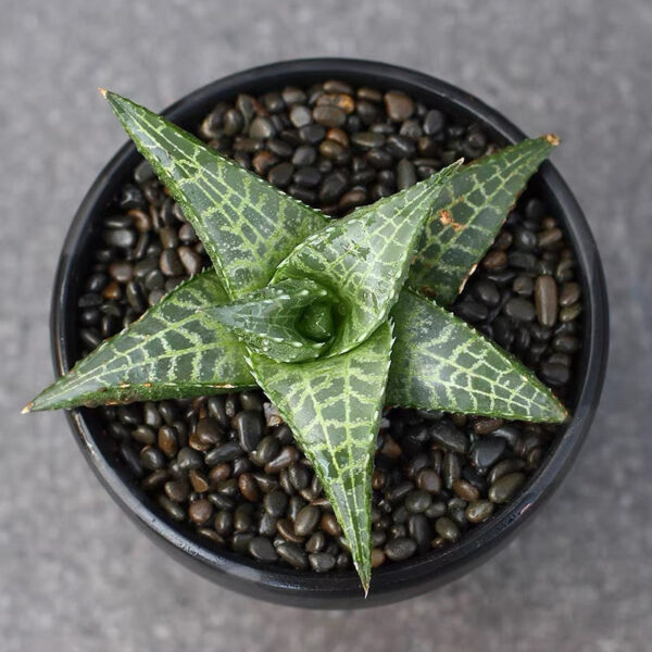 十二卷屬龍鱗 Venstertjie (Haworthia venosa ssp. tessellata) (直徑3-5cm)：圖片 3