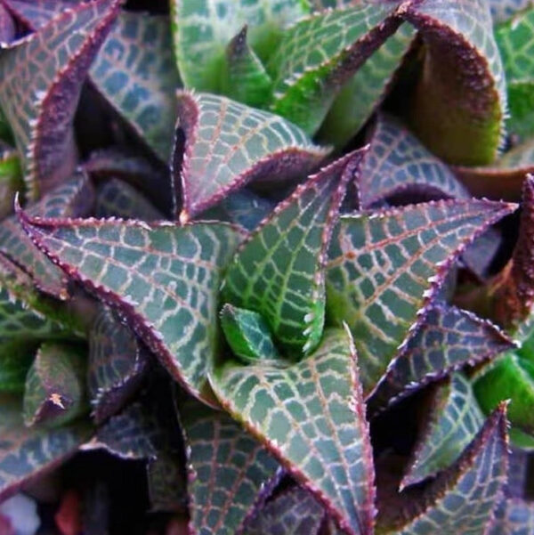 十二卷屬龍鱗 Venstertjie (Haworthia venosa ssp. tessellata) (直徑3-5cm)：圖片 4