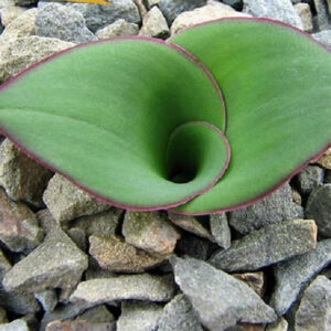 艷鏡 Hedgehog lily (Massonia depressa)