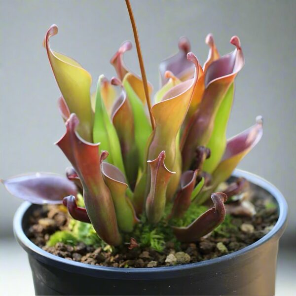 小太陽瓶子草 Heliamphora minor (直徑2-3cm)