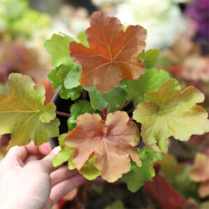 珊瑚鈴鐺 Heuchera Caramel
