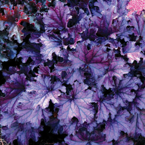 珊瑚鈴鐺 Heuchera Obsidian