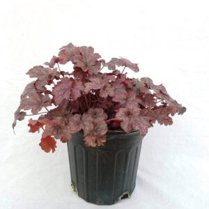 珊瑚鈴鐺 Heuchera Plum Pudding