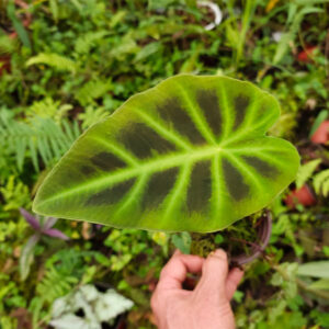 岩芋 Hitchhiker elephant ear (Remusatia vivipara)