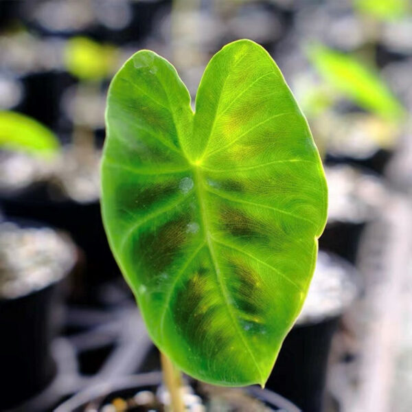 岩芋 Hitchhiker elephant ear (Remusatia vivipara)：圖片 3