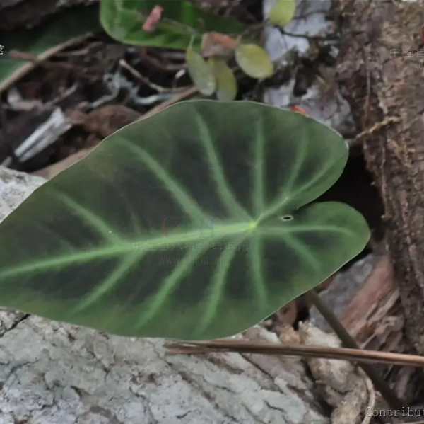 岩芋 Hitchhiker elephant ear (Remusatia vivipara)：圖片 6