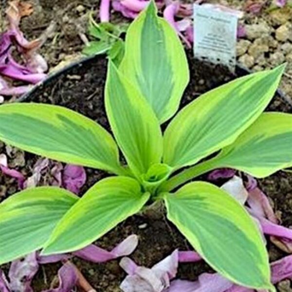 玉簪花 Angelique Hosta：圖片 4