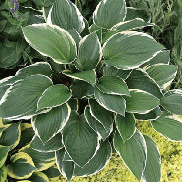 狹葉玉簪 France Hosta (Hosta fortunei)