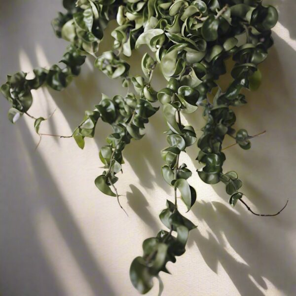 捲葉球蘭 Hindu Rope (Hoya carnosa 'Compacta')