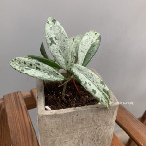 球蘭073 Hoya 073