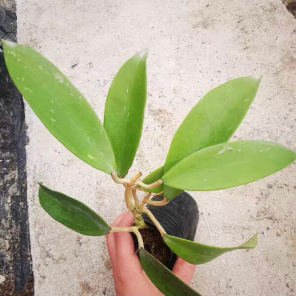 尖葉球蘭 Hoya acuta