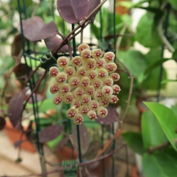 彩芯球蘭 Hoya pubera 'Hoya aff. Picta'：圖片 3