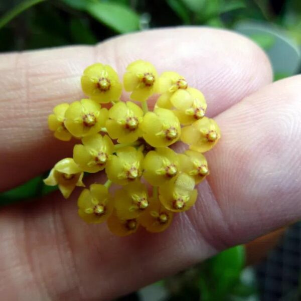 彩芯球蘭 Hoya pubera 'Hoya aff. Picta'：圖片 5