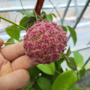 粉花球蘭 Hoya aldrichii 'Christmas Island waxvine'