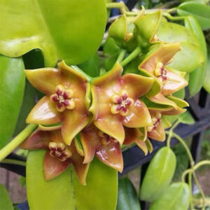 愛雷爾球蘭 Hoya ariadna