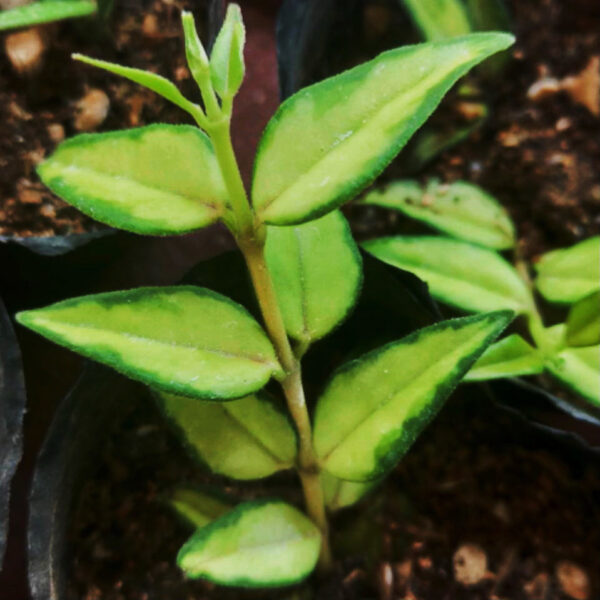 斑葉貝拉球蘭(內錦) Hoya bella Inner Variegated 'Luis Bois'：圖片 3