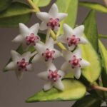 斑葉貝拉毬蘭Hoya bella Inner Variegated 'Luis Bois'