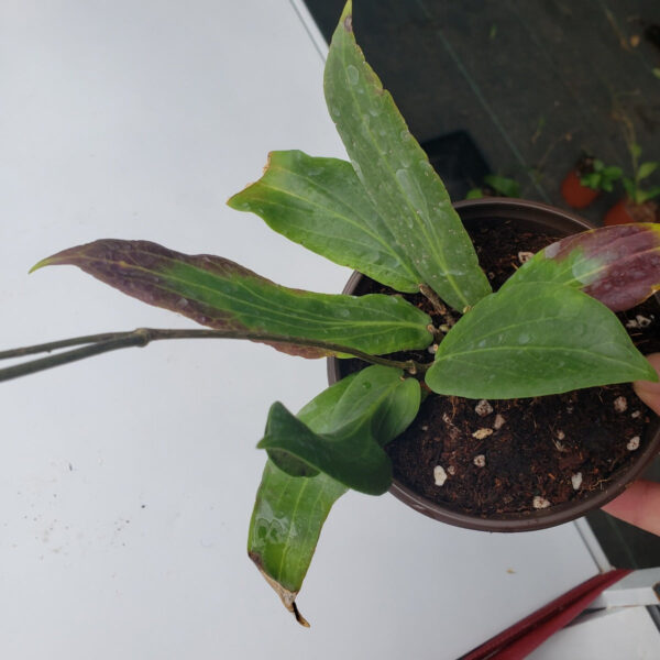 本格爾頓球蘭 Hoya benguetensis：圖片 3