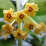 緬甸球蘭 Hoya burmanica