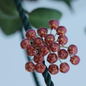 蜜糖毬蘭 Hoya burtoniae
