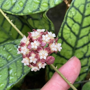 淡味球蘭/西瓜皮毬蘭 Hoya callistophylla