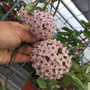 克林頓球蘭 Hoya carnosa clinton