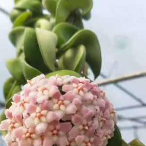 捲葉球蘭 Hoya compacta albomarginata 'regalis'