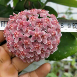 球蘭 Hoya carnosa 'Freckles'