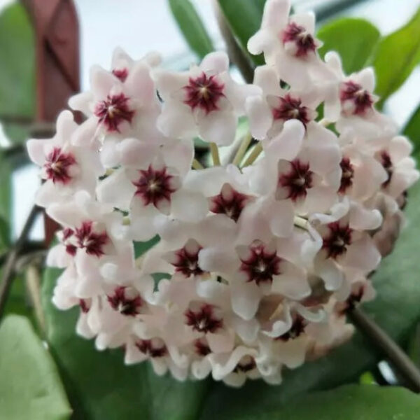 綠葉球蘭- 紫花 Hoya carnosa 'Purple corona'：圖片 3