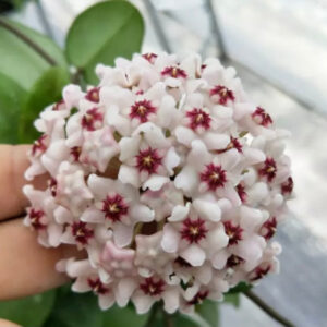 綠葉球蘭- 紫花 Hoya carnosa 'Purple corona'