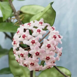 克林克球蘭 Hoya carnosa var. Krinkle