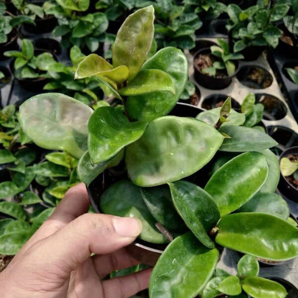 克林克球蘭 Hoya carnosa var. Krinkle：圖片 2