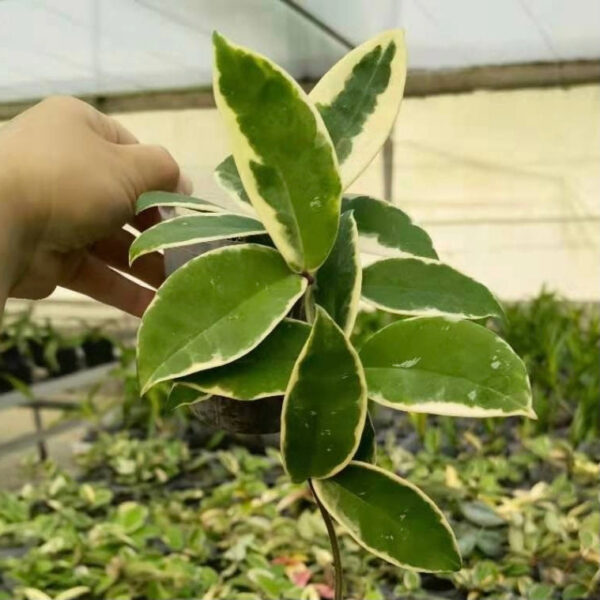 球蘭 Hoya carnosa variegata out：圖片 4