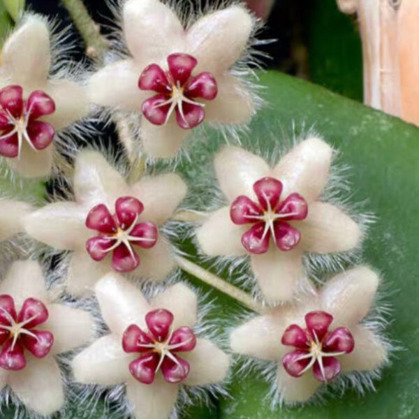 尾狀球蘭 Hoya caudata 'Red'