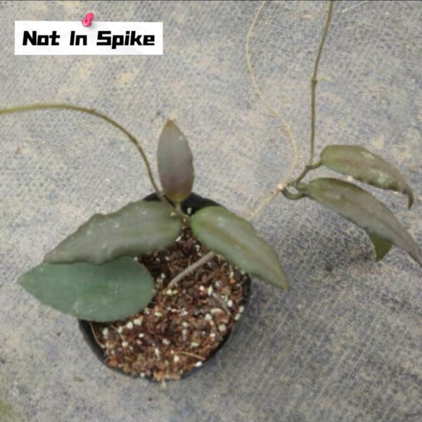 尾狀球蘭 Hoya caudata 'Red'：圖片 3