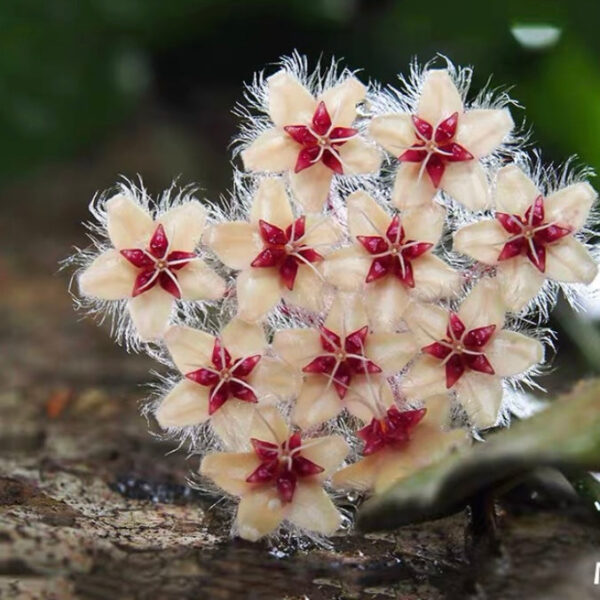 尾狀球蘭 Hoya caudata 'Red'：圖片 4