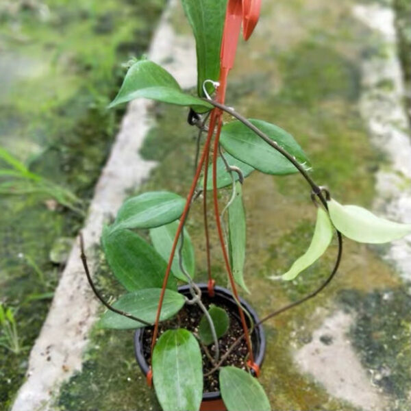 玉桂球蘭 Hoya cinnamomifolia：圖片 3