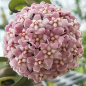 捲葉球蘭 Hoya compacta 'Hindu Rope'