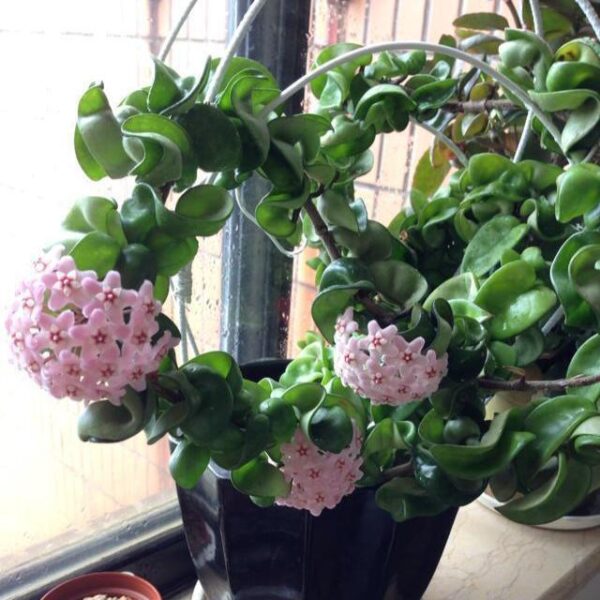 捲葉球蘭 Hoya compacta 'Hindu Rope'：圖片 2