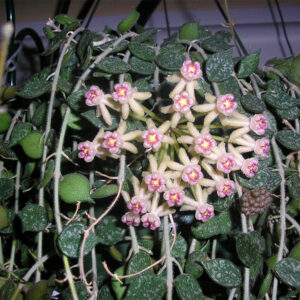 銀斑球蘭 Hoya curtisii